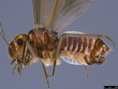 Peripsocus