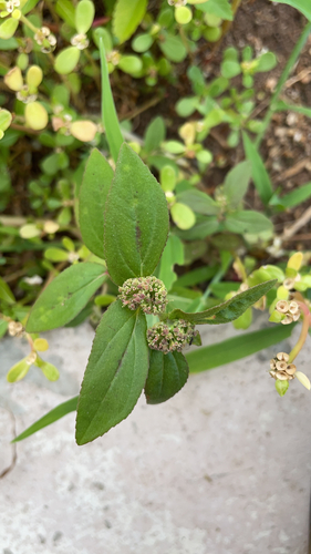 Euphorbia hirta iNat (3)