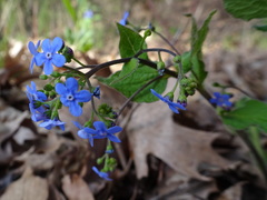 Brunnera