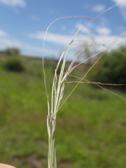 Aristida bipartita