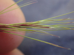Aristida bipartita
