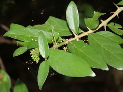 Benkara sinensis