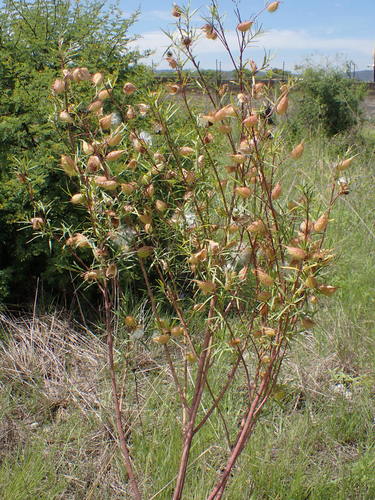 Narrow-leaf Cotton Bush