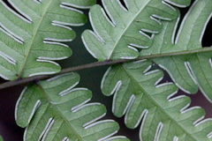 Pteris linearis