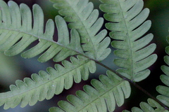 Pteris linearis