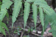 Pteris linearis