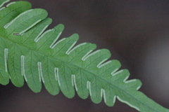 Pteris linearis