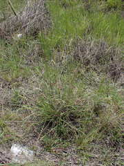 Setaria incrassata