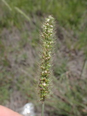 Setaria incrassata
