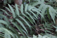 Pteris linearis