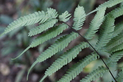 Pteris linearis