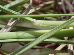 Setaria incrassata