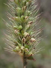 Setaria incrassata