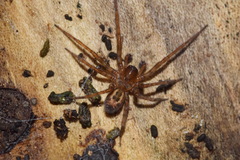 Amaurobius fenestralis