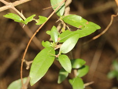 Benkara sinensis