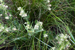 Hermannia grandistipula