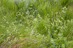 Hermannia grandistipula