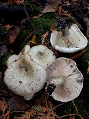 Lactarius scrobiculatus canadensis