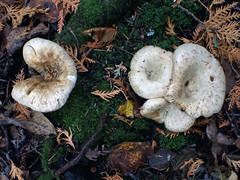 Lactarius scrobiculatus canadensis