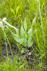Hypoxis colchicifolia