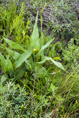 Hypoxis colchicifolia