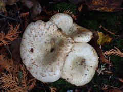 Lactarius scrobiculatus canadensis
