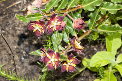 Pachycarpus concolor