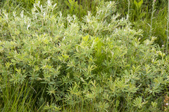 Tephrosia bachmannii