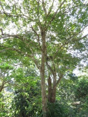 Bridelia insulana