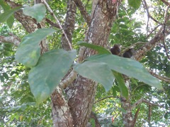 Bridelia insulana