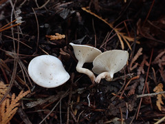 Leucocybe candicans