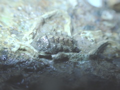 Acanthochitona crinita