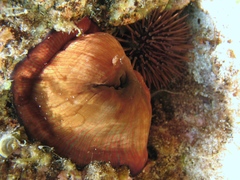 Actinia striata