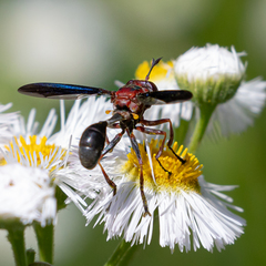 Physocephala floridana