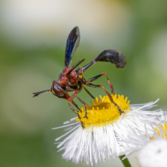 Physocephala floridana