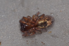 Amaurobius fenestralis