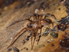 Amaurobius fenestralis