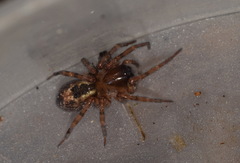 Amaurobius fenestralis