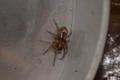 Amaurobius fenestralis