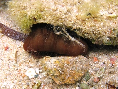 Actinia striata