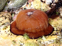 Actinia striata