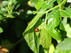 Agomadaranus pardaloides