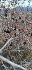 Berberis sphaerocarpa