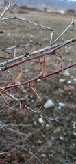 Berberis sphaerocarpa