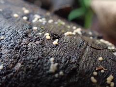 Bactridium ellisii