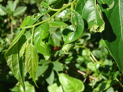 Agomadaranus pardaloides