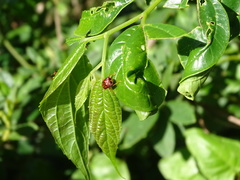 Agomadaranus pardaloides