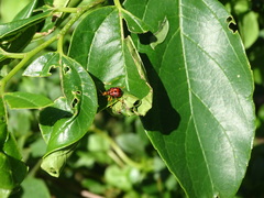Agomadaranus pardaloides