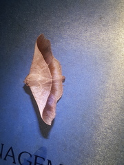 Fascellina chromataria