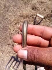 Ophiodes vertebralis